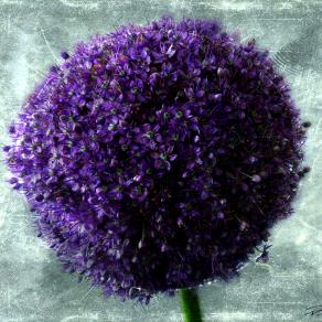 Allium