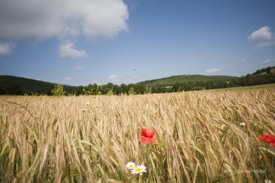 Paesaggio Toscano