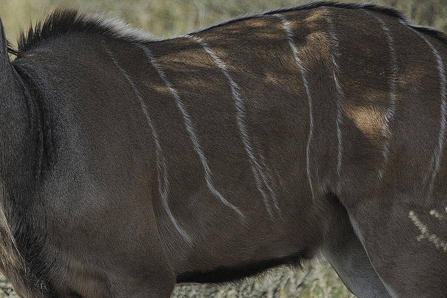 kudu