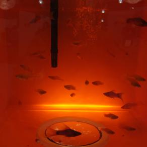 Underworld Orangequarium