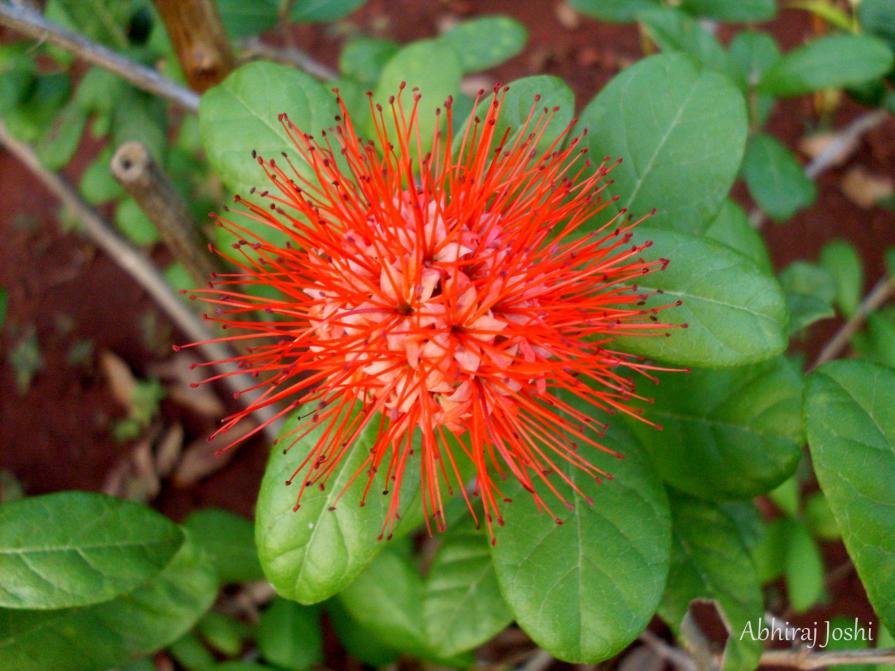 Red Flower