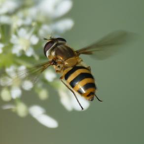 Hover Fly