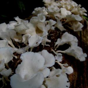 Mushrooms of the Serra Azul.