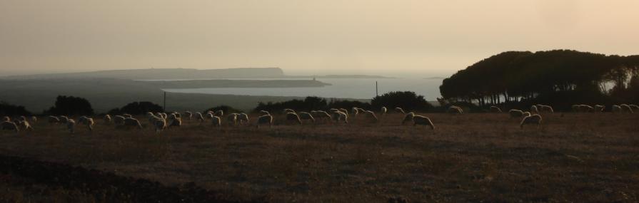 Pecore al tramonto