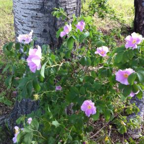 Métis Rose