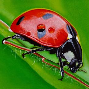 "LADYBUG II"