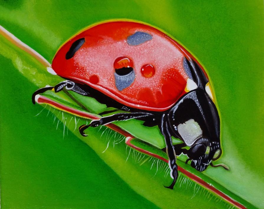 "LADYBUG II"