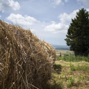 Paesaggio Toscano