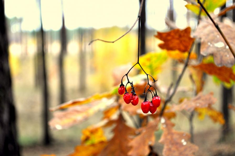 Fall in Ukraine_1