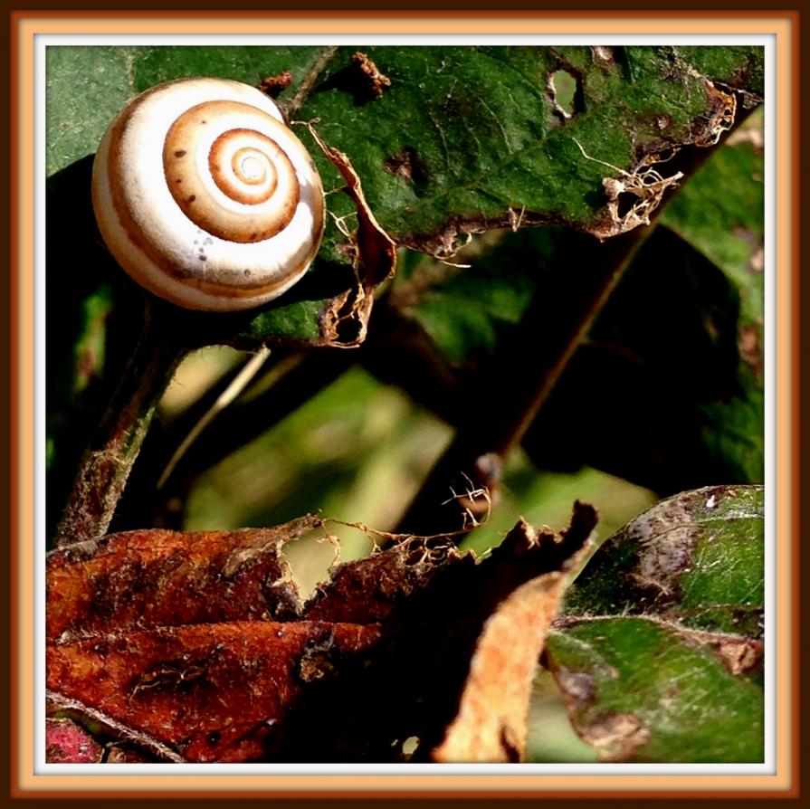 snail@leave