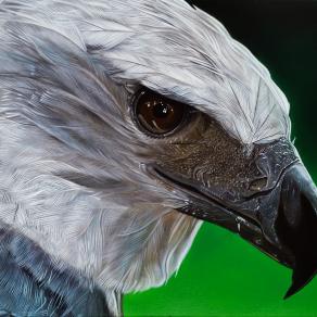 "HARPY EAGLE"