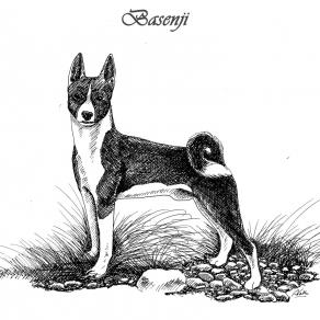 BASENJI