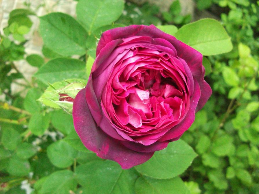 ROSA ANTICA