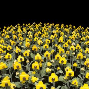 Photographic Sunflower Field