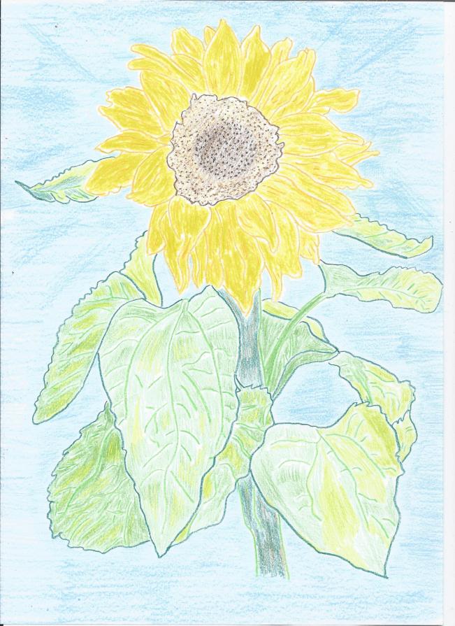 Sunflower