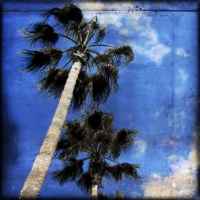 Palms n. 33