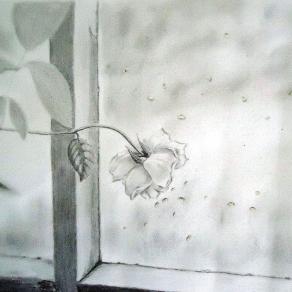 White Rose by a Window