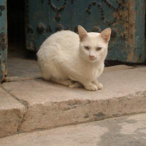 Sguardo felino tunisino