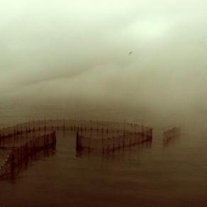 Fog and Weir