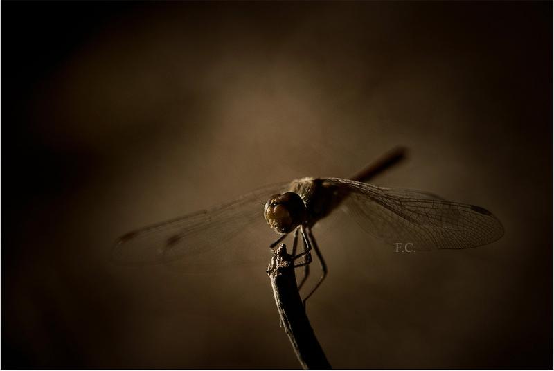 Dragonfly