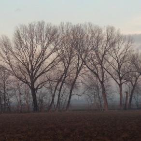 i miei alberi