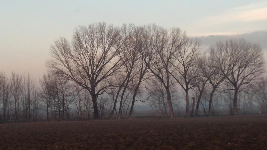 i miei alberi