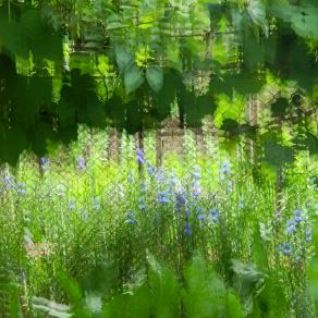 blue   flowers