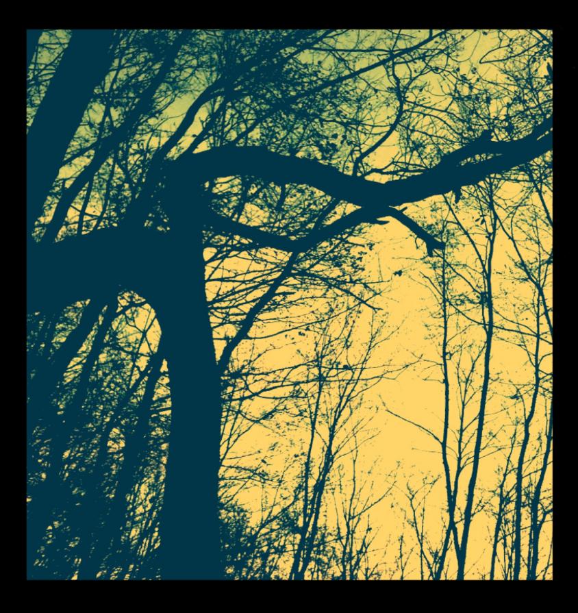 A Strange Tree (Instagram' Project)