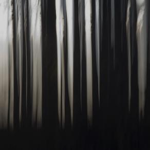 Pencil of Nature / Forest VI