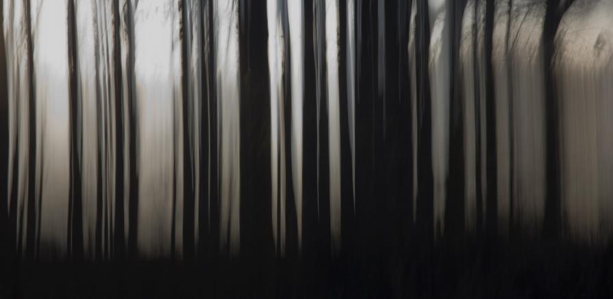 Pencil of Nature / Forest VI