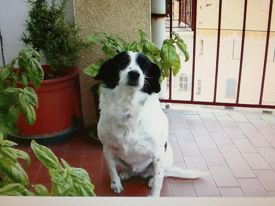 La cagnolina KELLY