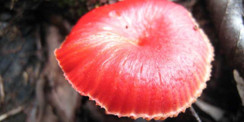 Mushrooms of the Serra Azul.