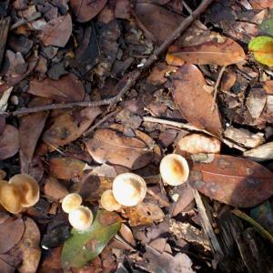 Mushrooms of the Serra Azul.