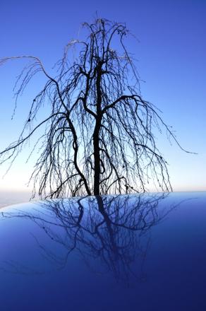 Nudi d'Albero