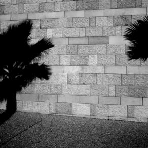 One Wall, Two Palms