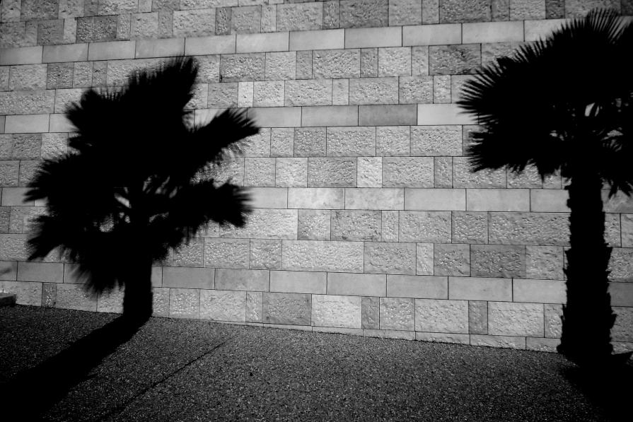 One Wall, Two Palms