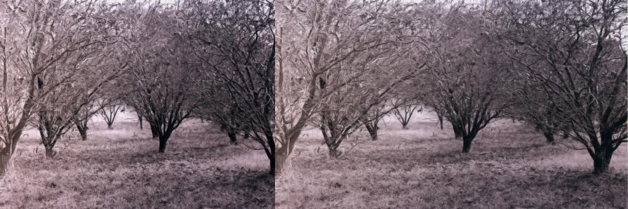 the trees_orchard 