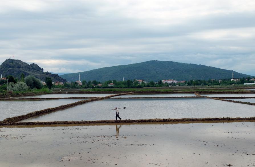 In the rice fields