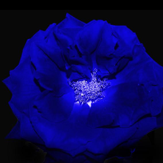 The Blue Rose