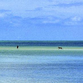 Cani cacciano giocano nella bassa marea - La Digue Seychelles-