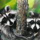 Two lovely raccoons