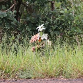 Roads of Minas Gerais - L'ultimo viaggio... 13