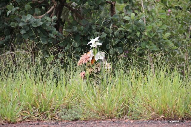 Roads of Minas Gerais - L'ultimo viaggio... 13