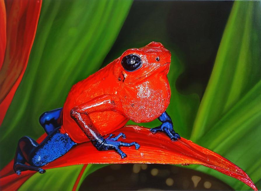 "OOPHAGA PUMILIO"