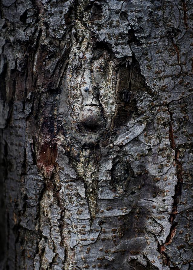 Dryads - tree spirits.