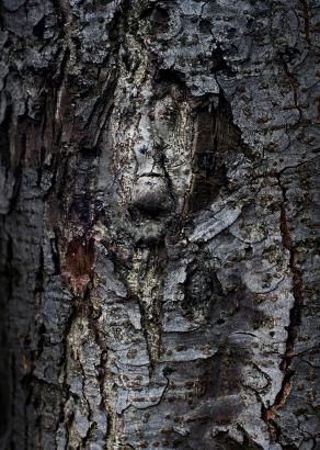 Dryads - tree spirits.