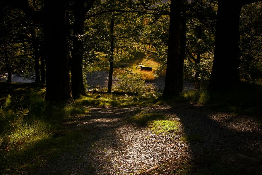 Forest bench