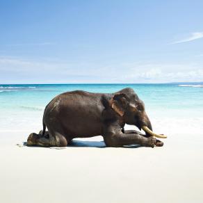 PRAYING GANESH