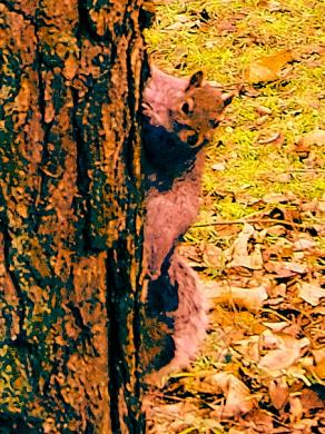 Grey Squirrel