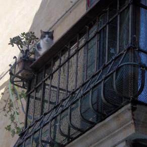 gatto... in equilibrio sul balcone